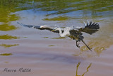 Grand Hron, Great Blue Heron