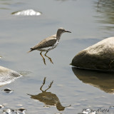 Chevalier Grivel, Spotted sandpiper