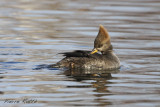 Harle couronn, Hooded Merganser  (femelle)