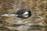 Harle couronn, Hooded Merganser  (femelle)