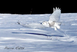 Harfang des neiges, Snowy Owl