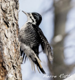 Pic  dos noir, Black-backed Woodpecker ( Femelle )