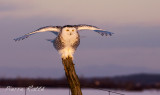Harfang des Neiges, Snowy Owl
