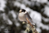 Msangeai du Canada, Gray Jay