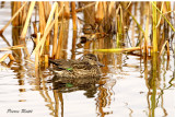 Sarcelle dhiver, Green-winged teal  (female)