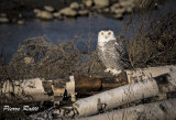 Harfang des Neiges, Snowy Owl