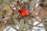 Cardinal Rouge, Northern Cardinal