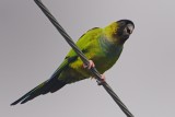 Parakeet_Nanday HS8_0770.jpg