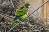 Parakeet_Monk HS8_7381.jpg