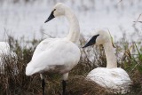 Swan_Trumpeter H10_5608.jpg