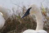 Swan_Trumpeter H10_5632.jpg