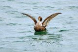 Eider_Common HS1_5987.jpg