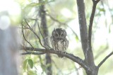 Screech- Owl_Eastern W2916.jpg