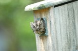 Screech-Owl_Eastern 2347W.jpg