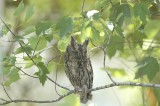 Screech-Owl_Eastern W2811.jpg