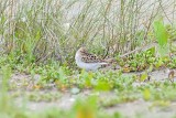 Stint_Little H10_8838.jpg