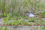 Stint_Little H10_9020.jpg