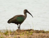 Hadada ibis