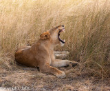 Jong mannetje leeuw