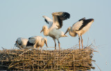  Vier jongen op nest. Sommigen doen al vliegoefeningen.