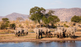 Olifanten drinkend in Ruaha Rivier