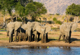 Olifanten drinkend bij Ruaha rivier
