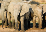 Olifanten bij Ruaha rivier