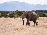 Olifant