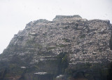 Small Skellig met 27000 paar Jan van Gent