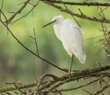 Kleine zilverrereiger