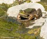 LESBOS 2015 : LANDSCHAPPEN/REPTIELEN/AMFIBIEEN