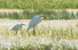 Kleine en Grote Zilverreiger