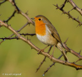 VOGELS - BIRDS P- T