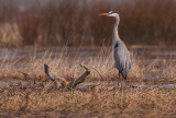 Grand hron (Great blue Heron)