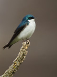 Hirondelle bicolore ( Tree swallow )