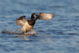 Fuligule a collier (Ring-necked Duck)