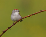 Bruant familier (Chipping Sparrow)