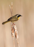 Paruline masque ( Common Yellowthroat )