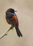 Oriole des verger (Orchard Oriole)