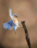 Merlebleu de l est ( Eastern Blue bird)