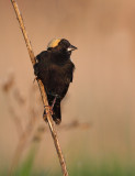 Goglu des prs (Bobolink)