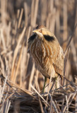 Butor d Amrique (American Bittern)