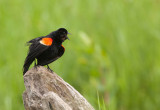 Carouge a paulettes ( Red-winged Blackbirk)