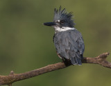 Martin-pcheur d Amrique ( Belted Kingfischer)