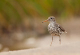 Chevalier grivel (Spotted Sandpiper)