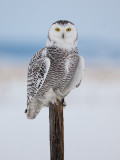 Harfang des neiges ( Snowy Owl )