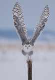 Harfang des neiges ( Snowy Owl )