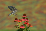 Merlebleu de l est ( Eastern Blue bird) juv