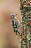 Pic macul (Yellow-bellied Sapsucker) Juv