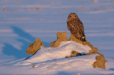 Hibou des marais(Short-eared Owl)